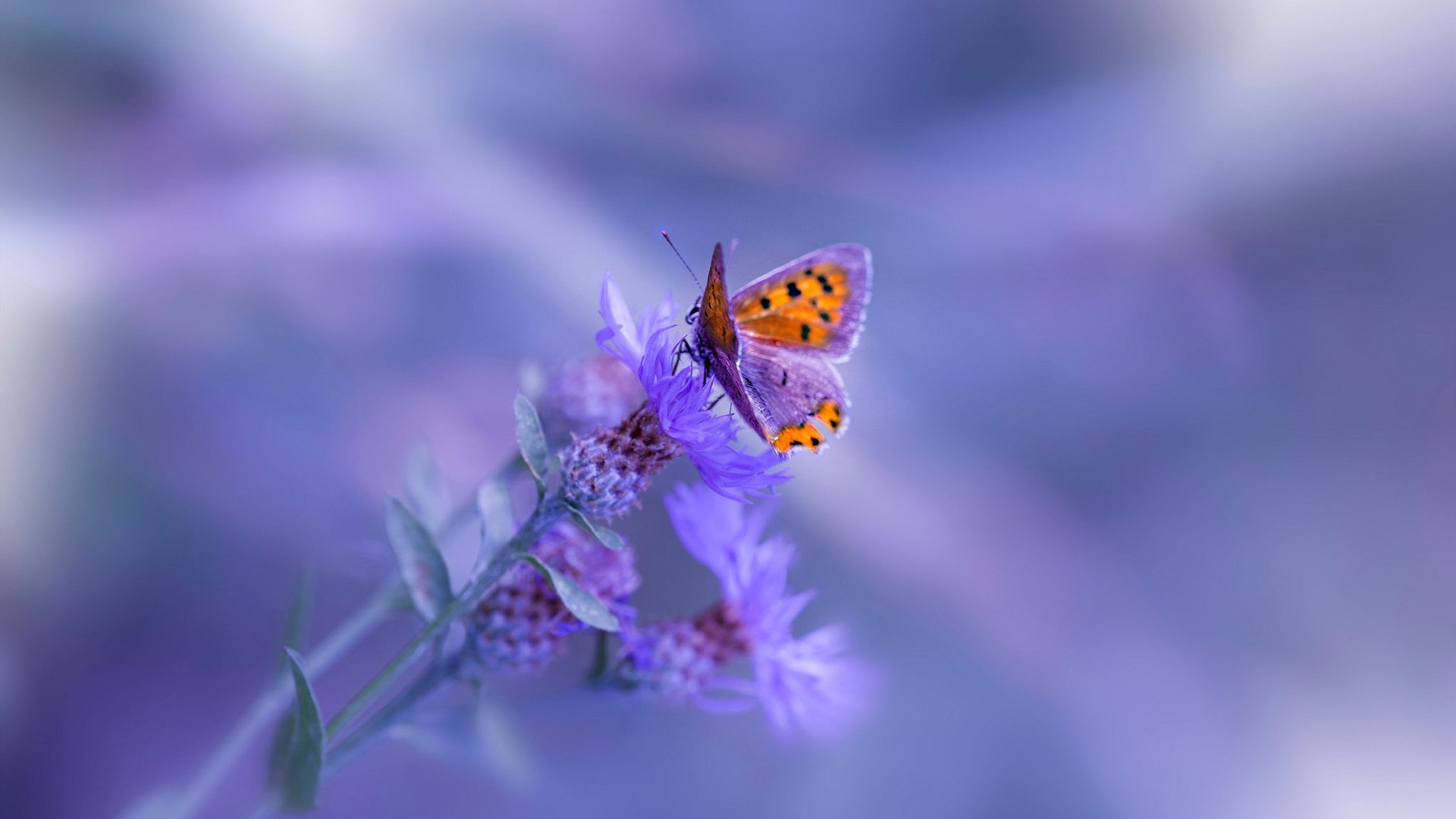 _骑士队迎战劲敌，打出团队篮球_，骑士队的全称