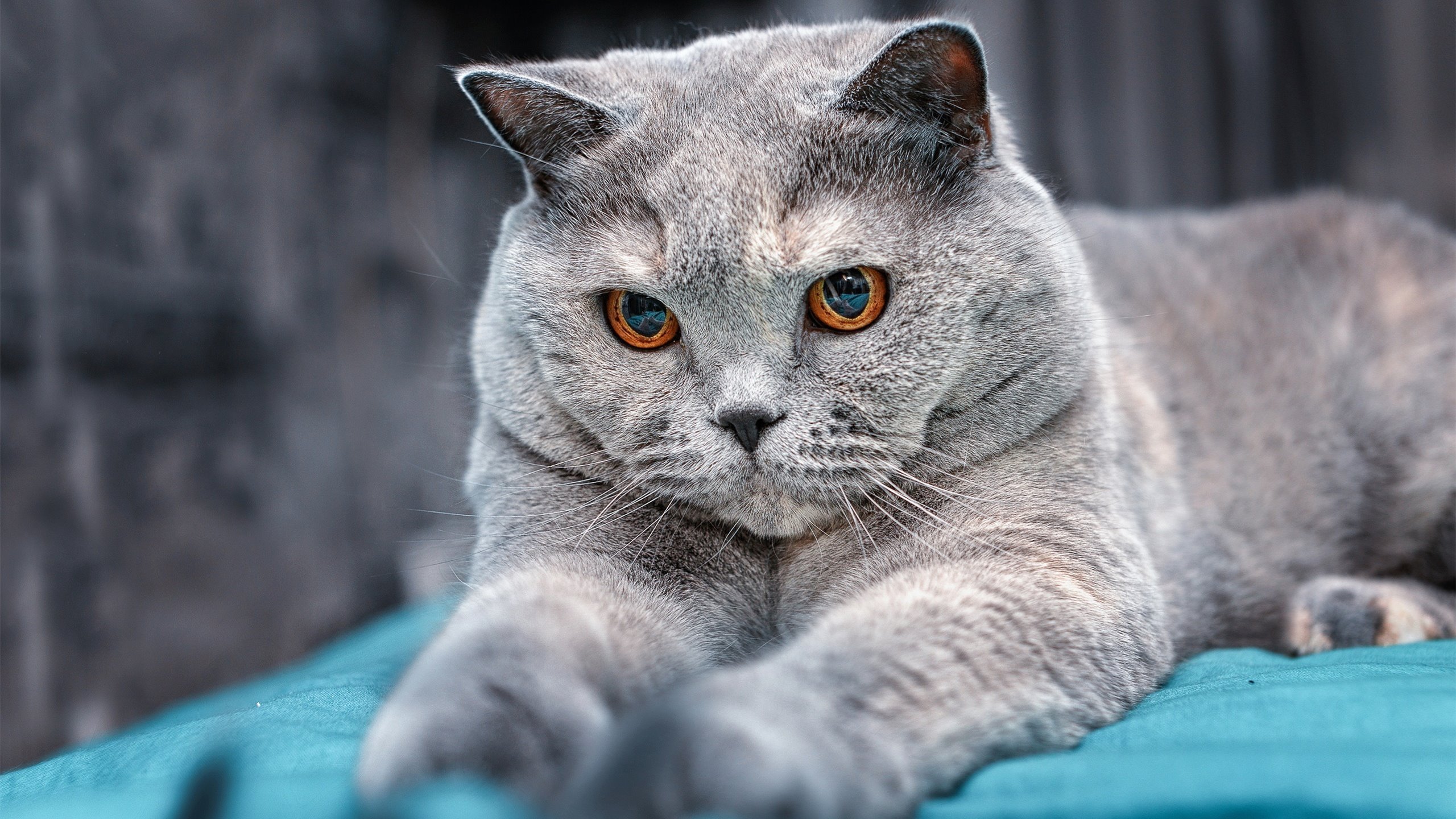 【水手队状态回暖】从连续失利到连胜五场，水手水手