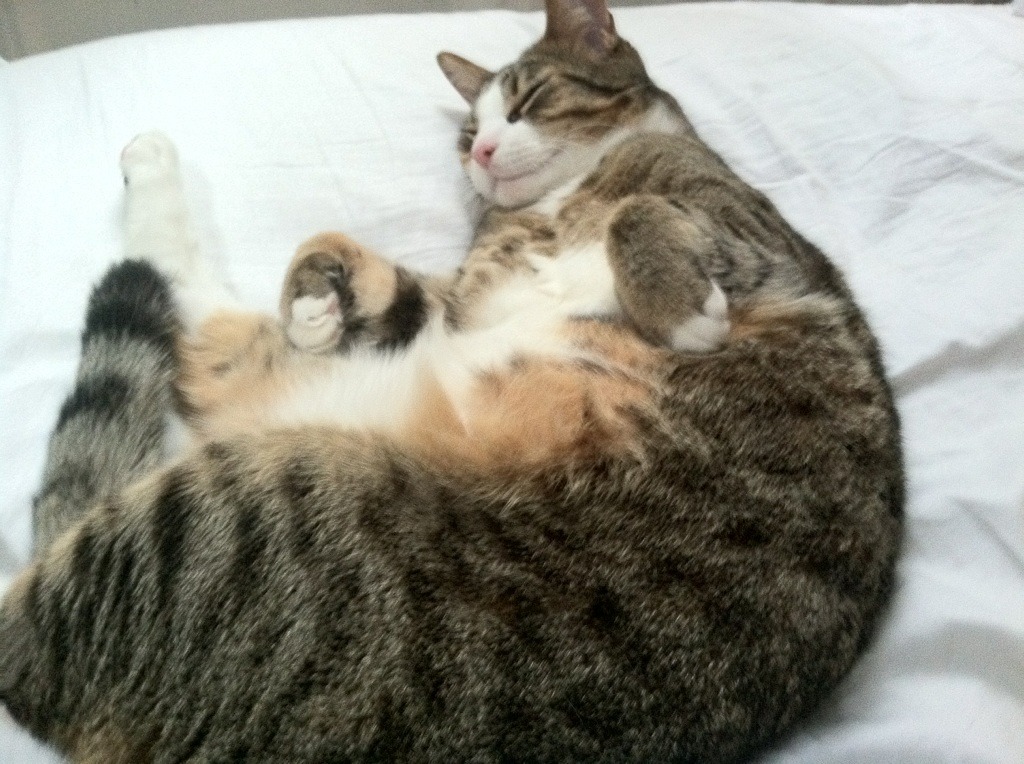 探秘：顶级球员的日常训练&心理调适秘诀，球员平常心