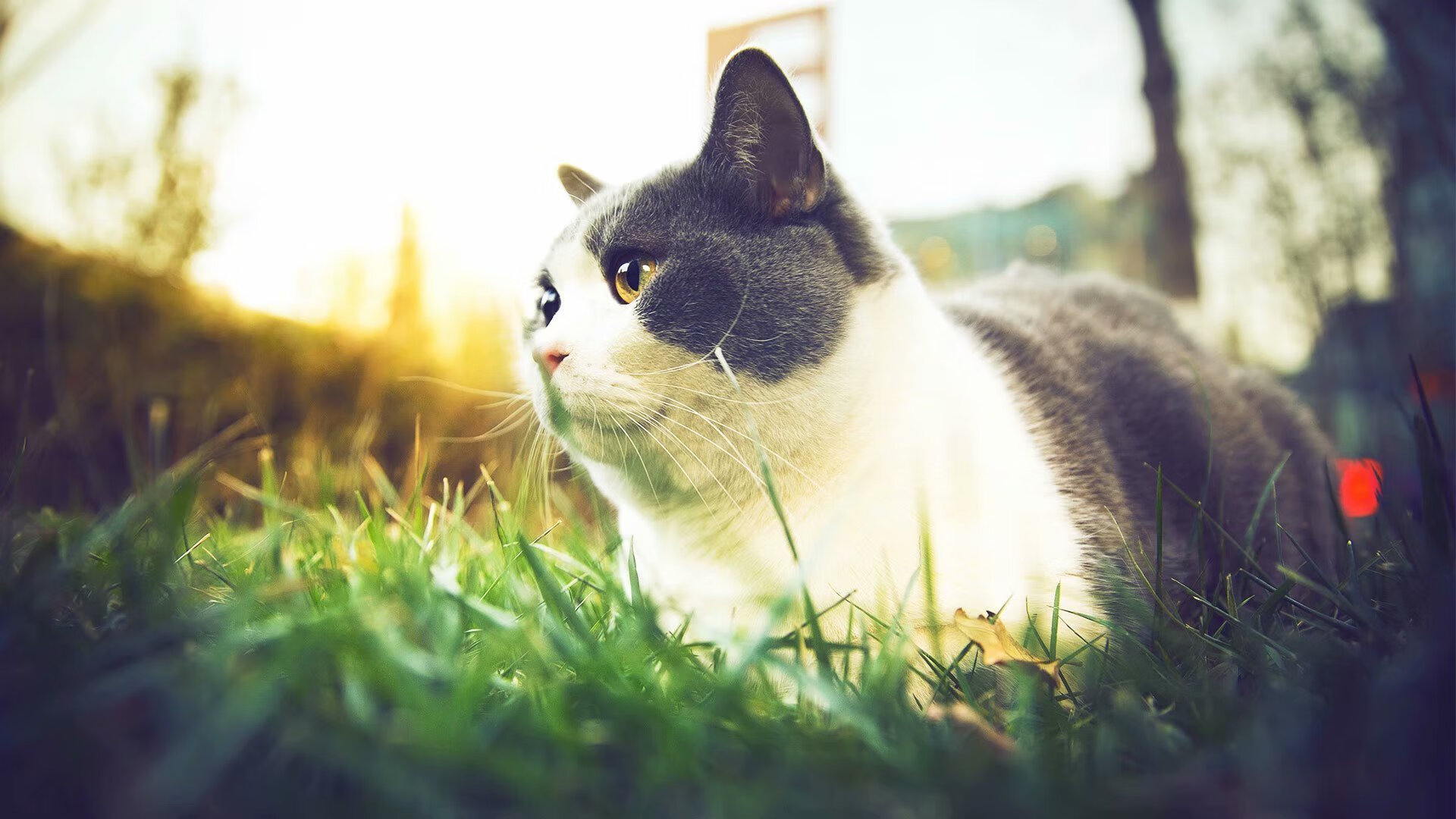 DOTA2 MDL成都Major:中国军团能否捍卫主场荣耀?,cdec dota战队