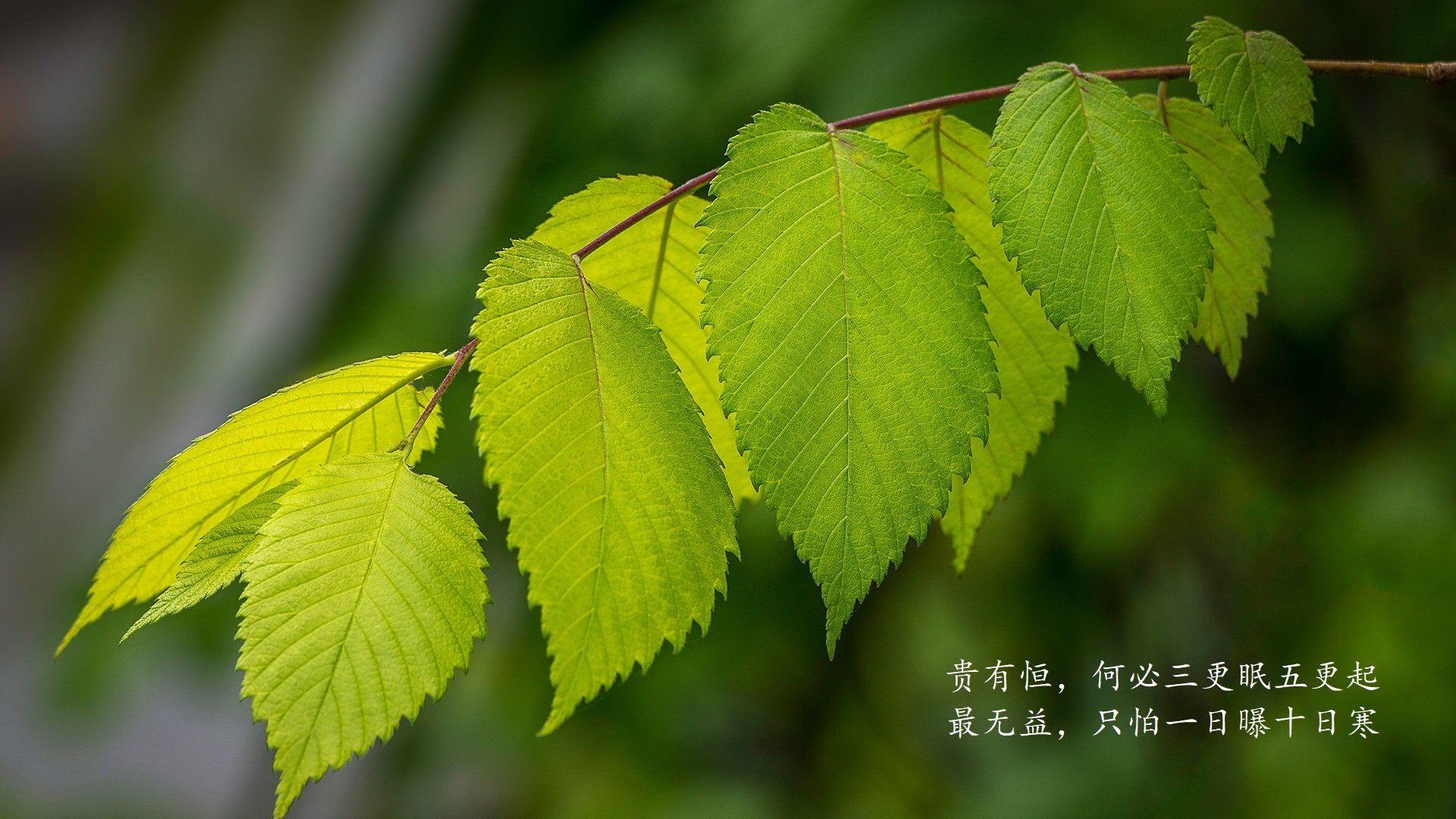 _大自然跑步：森林、河谷、山脉的奔跑体验_，森林 跑步
