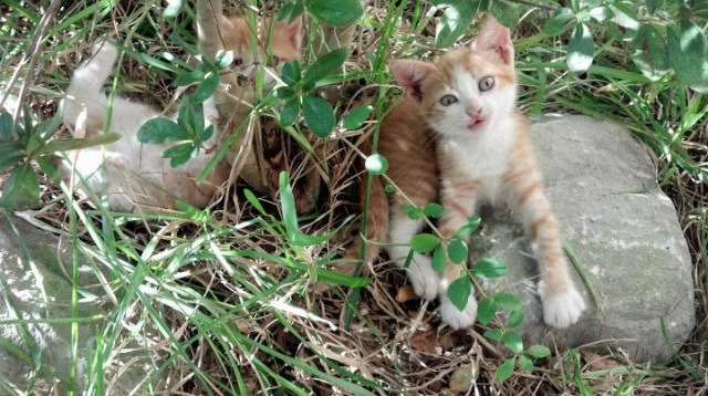 “青春追光”青少年篮球公益推广大使在南京持续开展公益行动,弘扬志愿精神