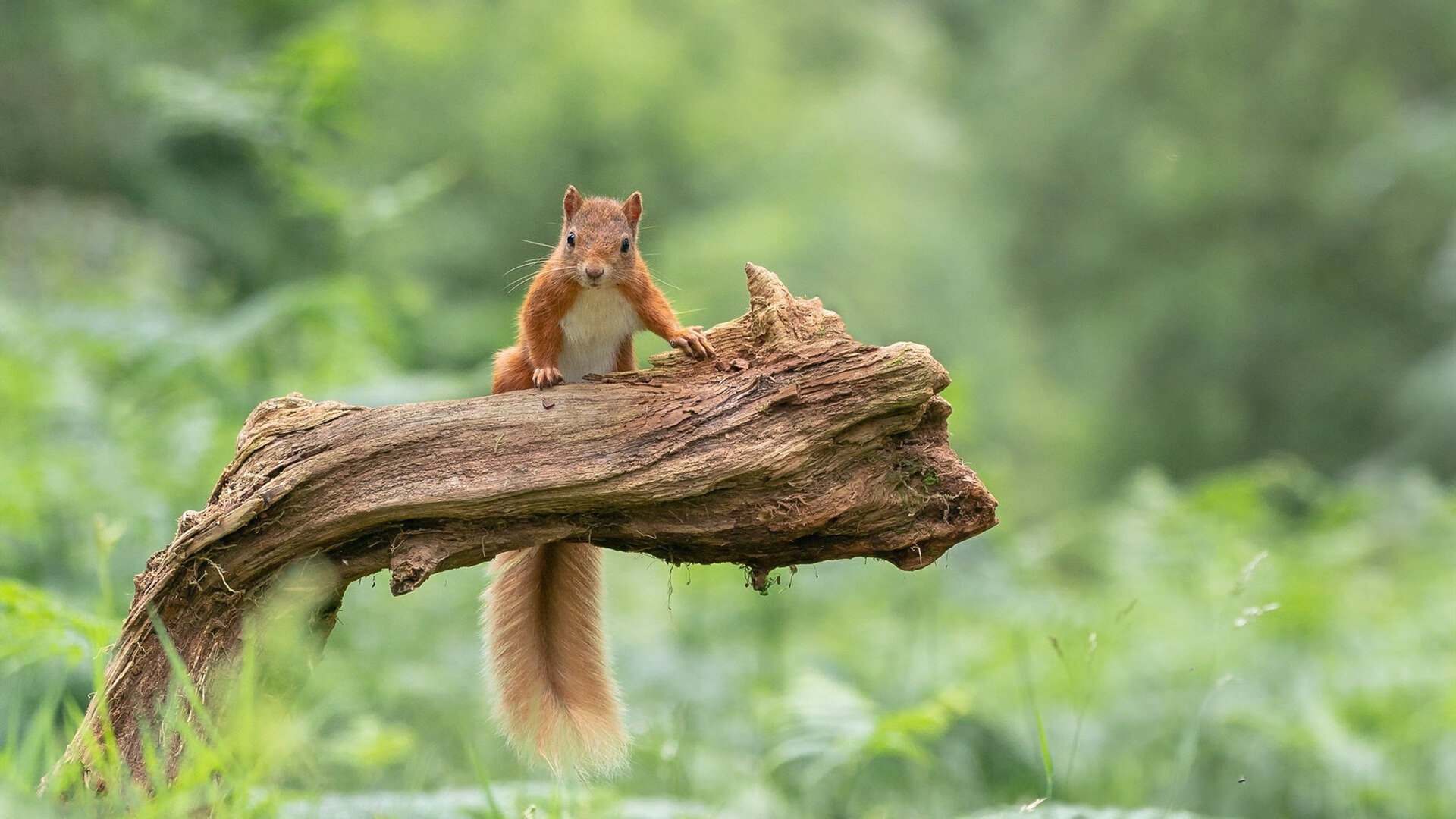 开云LOL-天津津门虎主场战平，连续五轮不胜，天津津门虎主力阵容